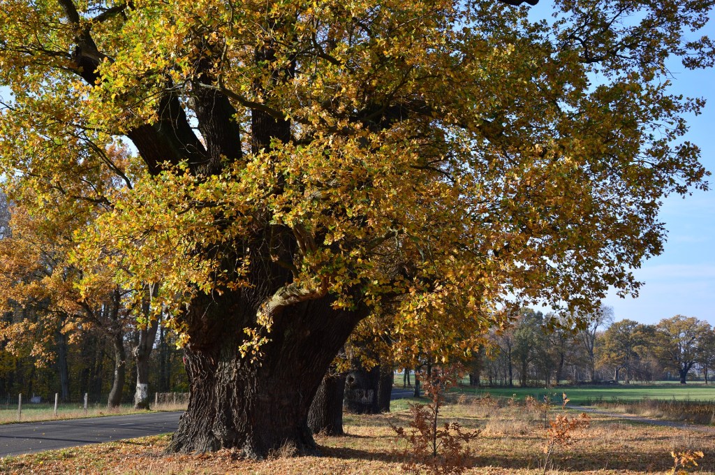 The Rings in the Oak&nbsp;Wood