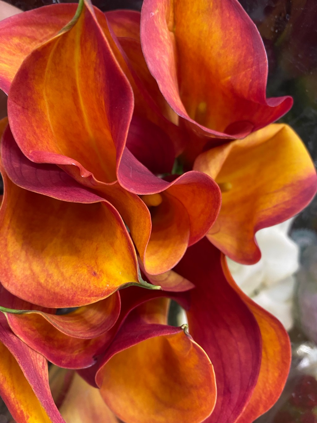 Of Knives and&nbsp;Spines