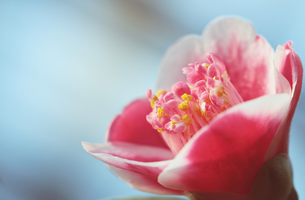 Pink Camellia