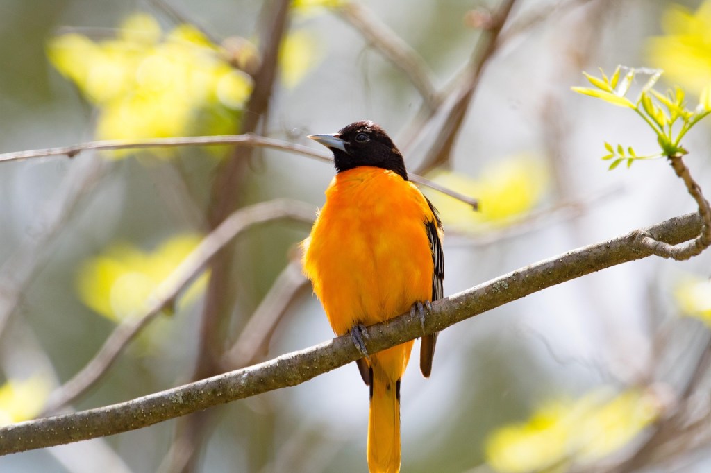 Golden-Bellied Oriole